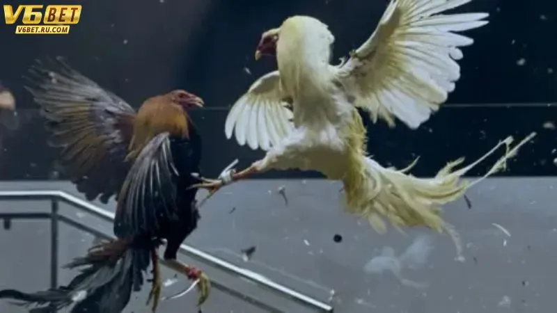 Đa dạng trong loại cược