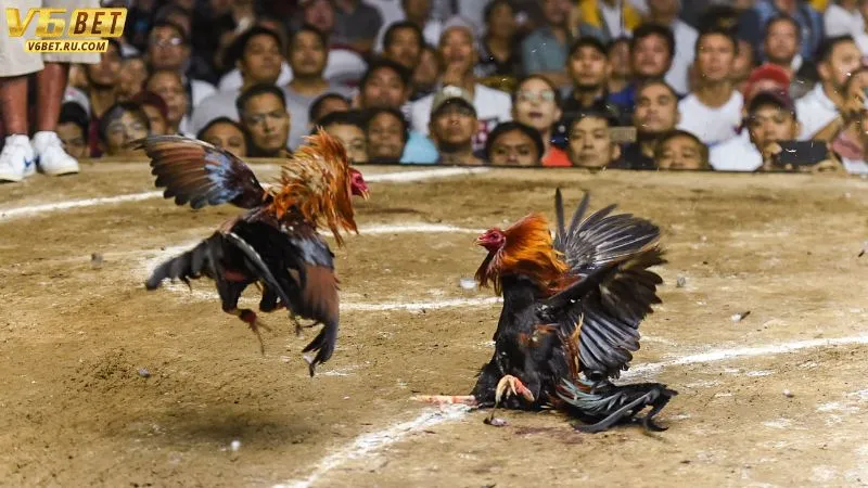 Hệ thống livestream vượt