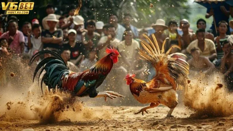 Hình ảnh phát sóng trực tiếp rõ nét