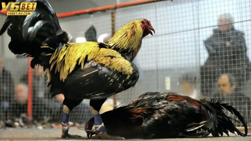 Nhiều hình thức cược khác