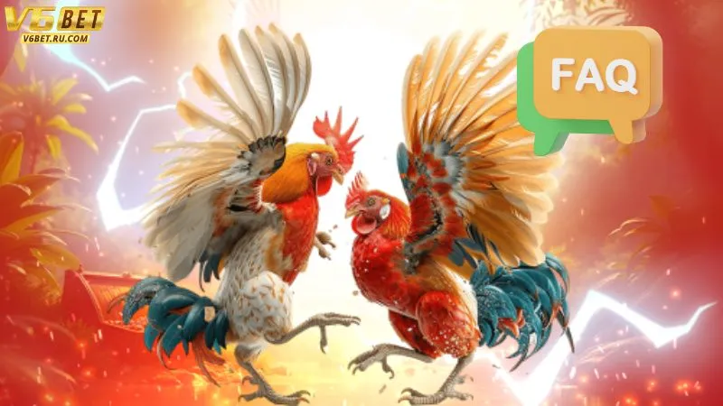 Những thắc mắc phổ biến về sảnh đá gà V6bet